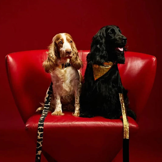 Ashna Vaswani Black Gold Elite Dog Collar And Leash