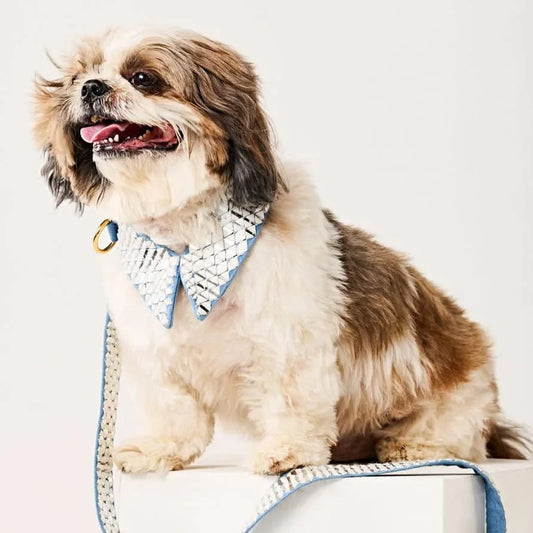 Ashna Vaswani Frosted Jewel Luxe Dog Collar And Leash