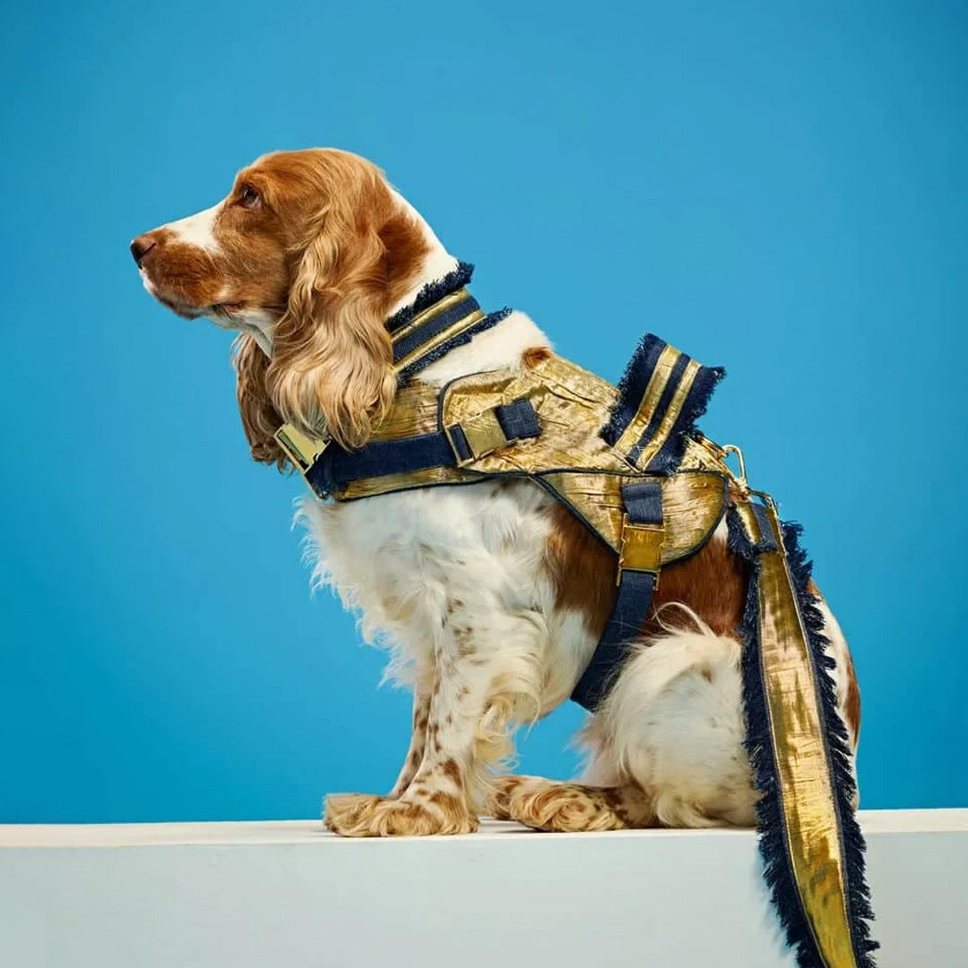Ashna Vaswani Imperial Gold Edition Dog Collar, Harness And Leash