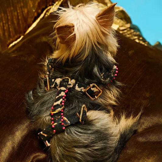 Ashna Vaswani Leopard Glam Couture Dog Harness