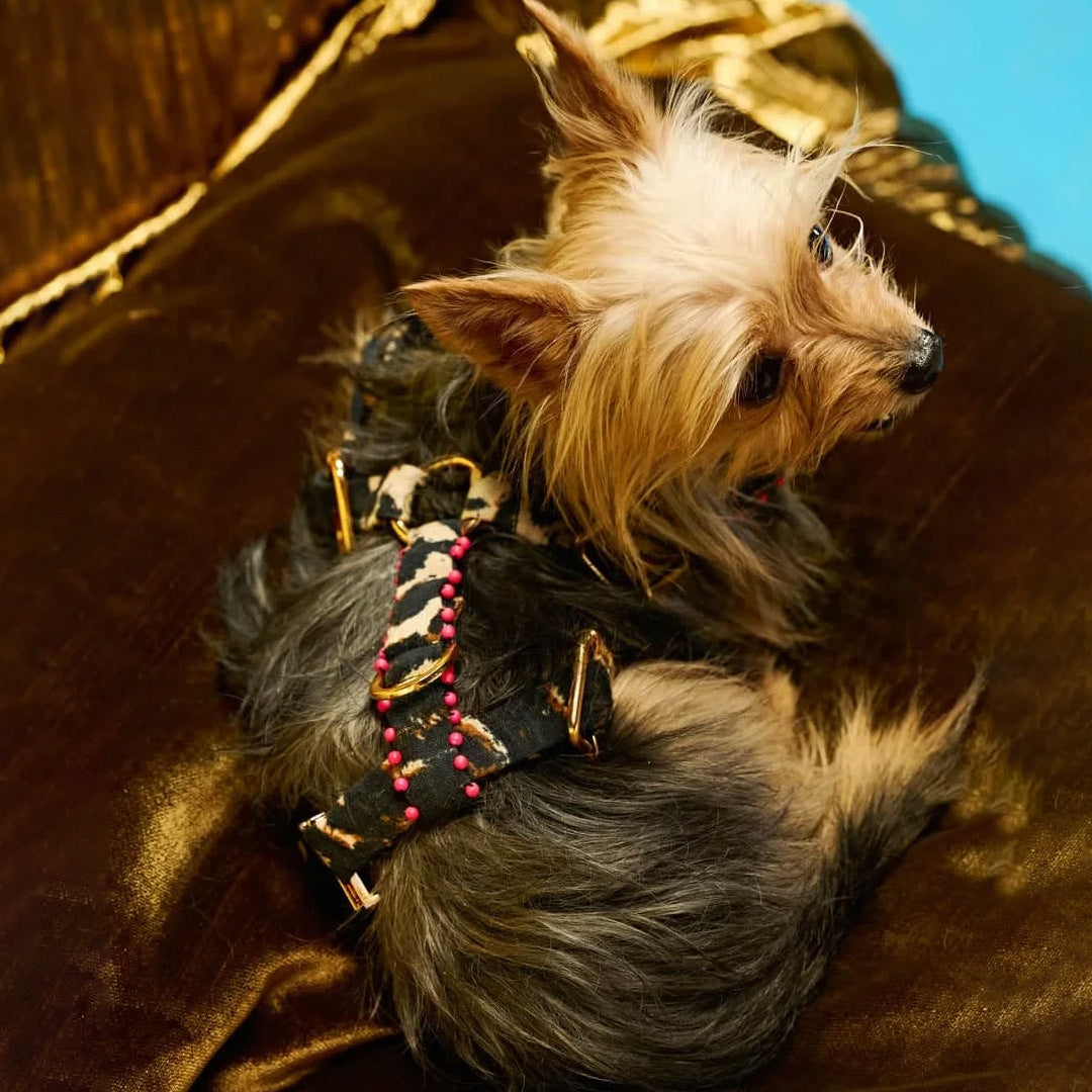 Ashna Vaswani Leopard Glam Couture Dog Harness