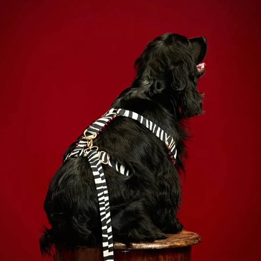 Ashna Vaswani Leopard Glam Couture Dog Leash And Harness