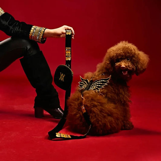 Ashna Vaswani Royal Winged Luxe Dog Collar, Harness And Leash