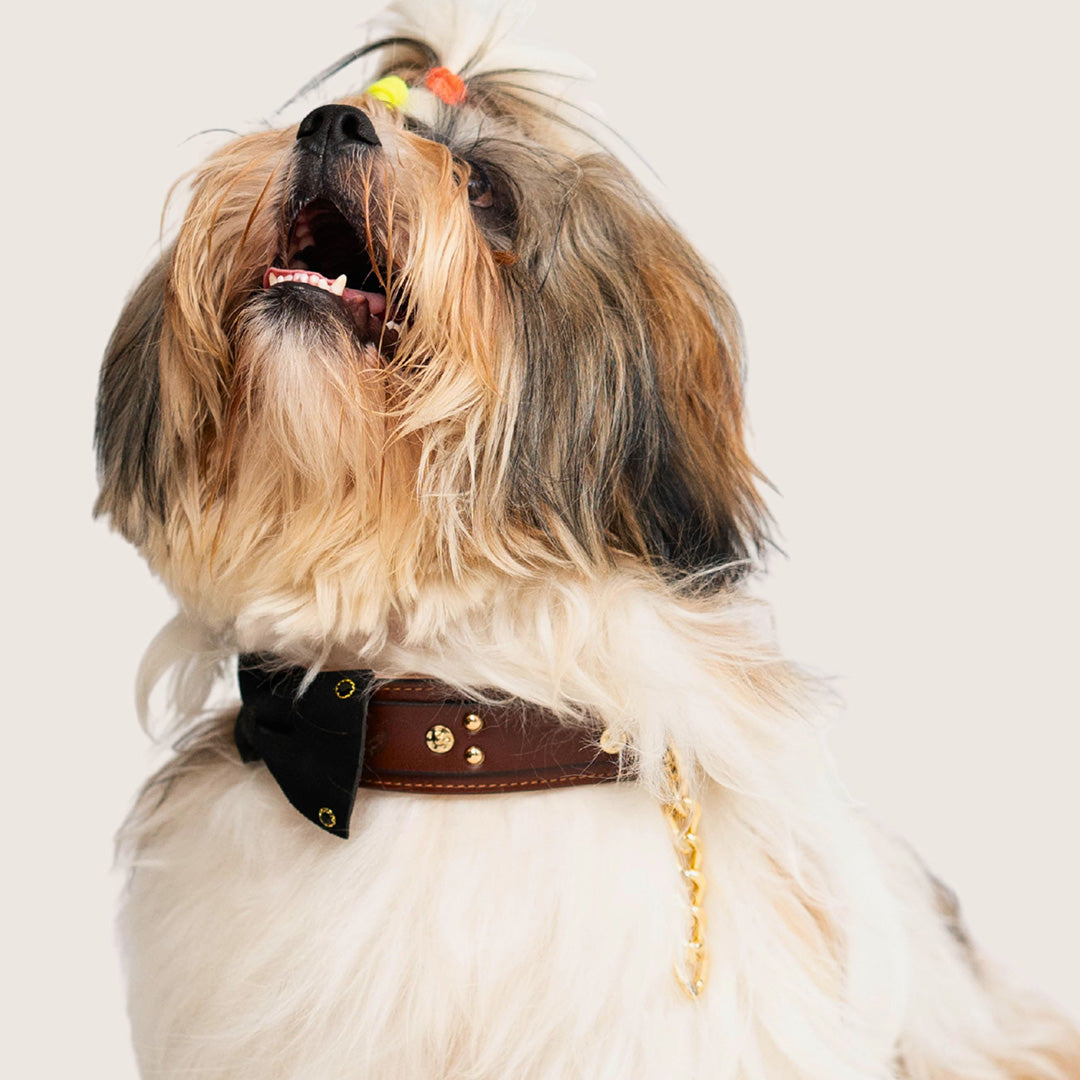 Bruni Boi Brown With Black Bow Leather Duke Collar