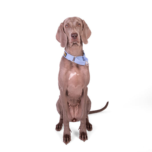 Let's Wag Martingale Fabric Dog Collar - Sky Blue