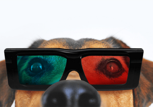 10 Best Dog Movies: Starring Superhero Dogs, Underdogs & More - Wagr Petcare