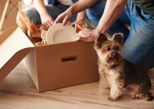 3 Most Useful Tips to Keep In Mind When Relocating With a Pet - Wagr Petcare