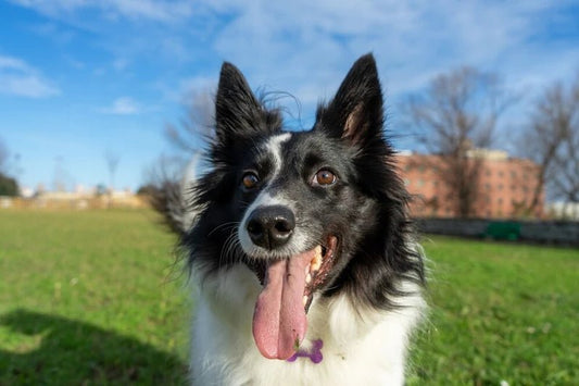 4 Summer Diseases in Dogs that You Should Watch Out For - Wagr Petcare