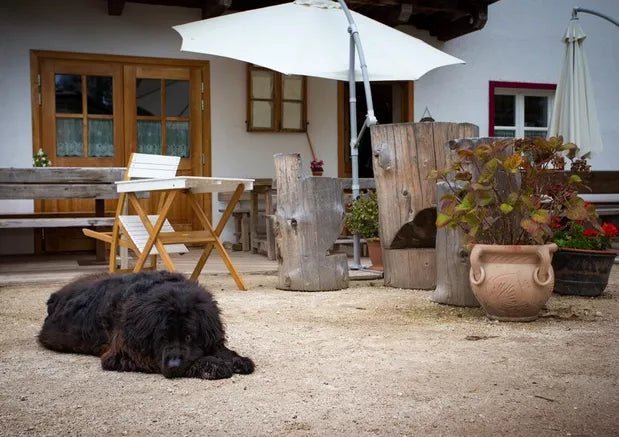 5 Best Pet-Friendly Restaurants in Delhi - Wagr Petcare