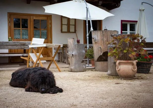 5 Best Pet-Friendly Restaurants in Delhi - Wagr Petcare
