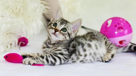 5 Proven Ways To Keep A Cat Happy Indoors - Wagr Petcare