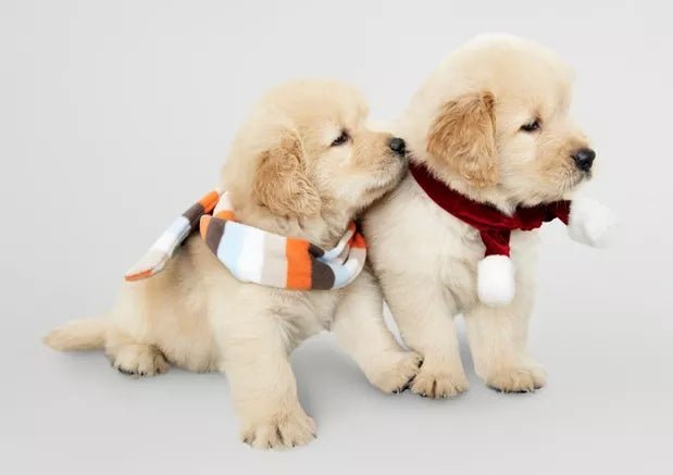 6 Practical Tips to Keep Your Pet Cozy During Winter - Wagr Petcare