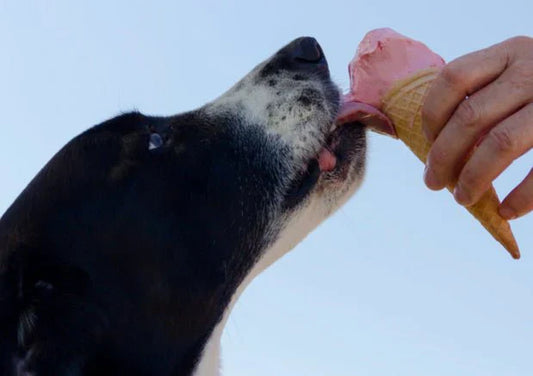 9 human foods your dogs can’t eat - Wagr Petcare