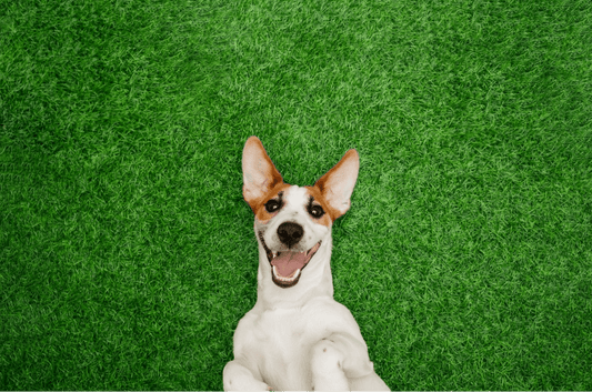 Autism In Dogs: Possibility, Signs, and Treatment - Wagr Petcare
