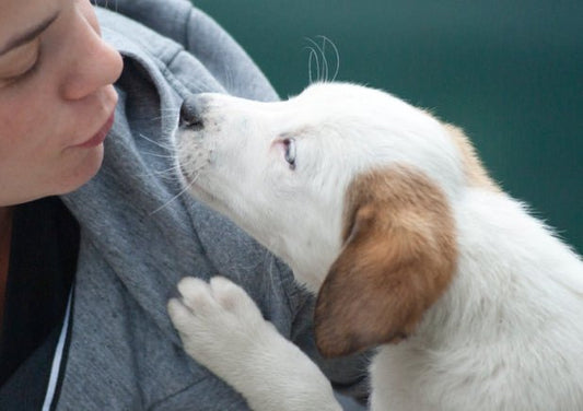Beginner Foster Care: 8 Tips For Fostering Dogs - Wagr Petcare