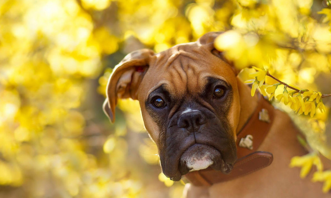 Boxers 101: Your Only Guide To This Loyal, Smart Breed - Wagr Petcare