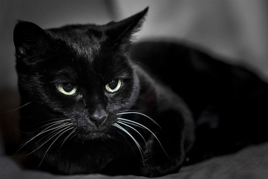Breed At A Glance: Bombay Cat - Wagr Petcare
