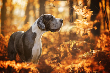 Breed At A Glance: Great Dane – WAGR