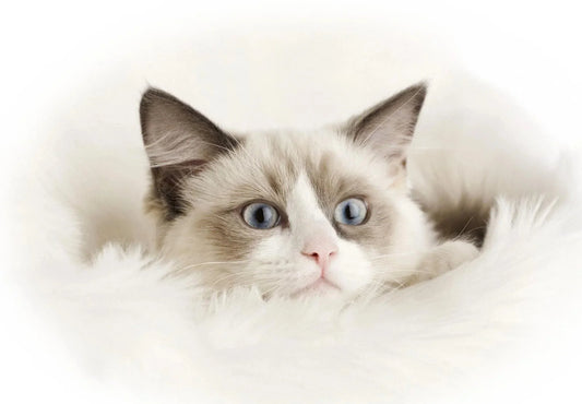 Breed At A Glance: Ragdoll Cat - Wagr Petcare