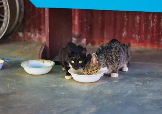 Can Cats Really Drink Milk? What You Need to Know - Wagr Petcare