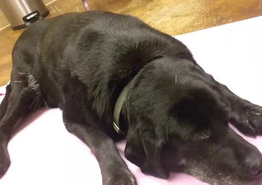 Can Your Dog Benefit from Acupuncture? Read on to Decide - Wagr Petcare