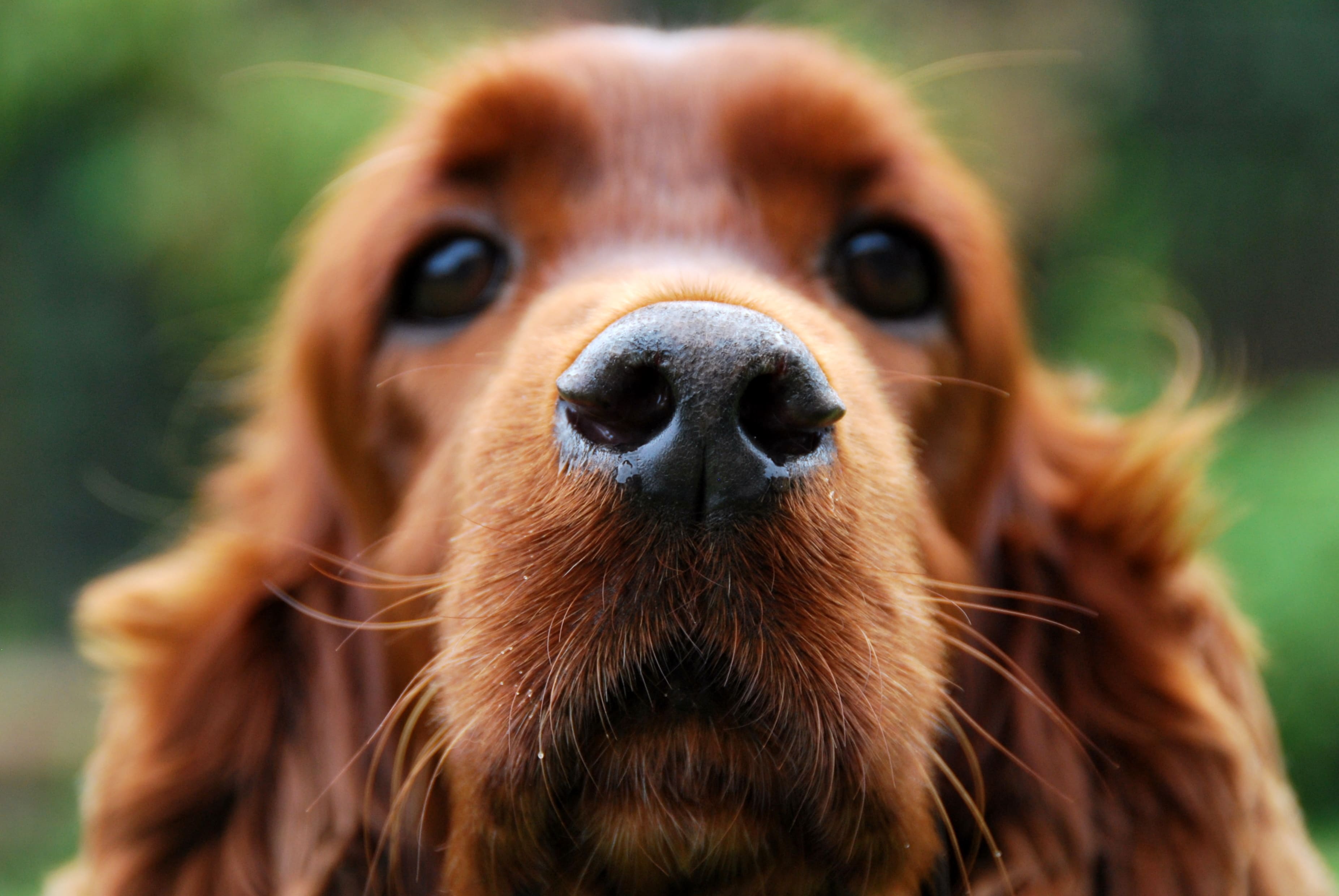 Breed At A Glance: Cocker Spaniel – WAGR