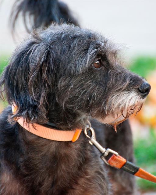 Collar or harness: We reveal the best choice for dogs - Wagr Petcare