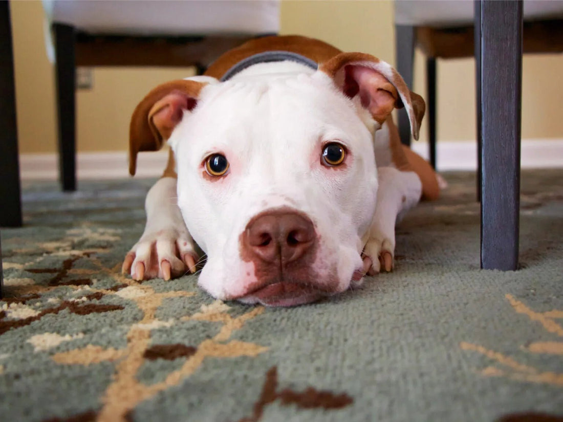 Dog Body Language Tips: How to Read Your Dog's Moods - Wagr Petcare