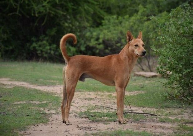 Dog Breed: Pandikona - Wagr Petcare