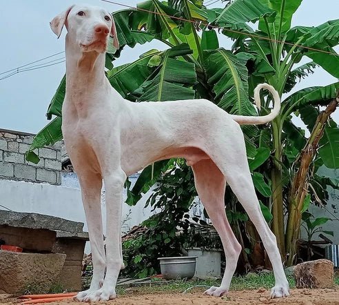 Dog Breed: Rajapalayam - Wagr Petcare