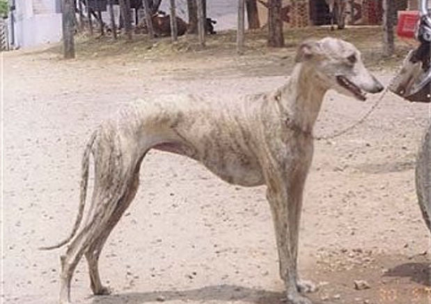 Dog Breed: Rampur Greyhound - Wagr Petcare