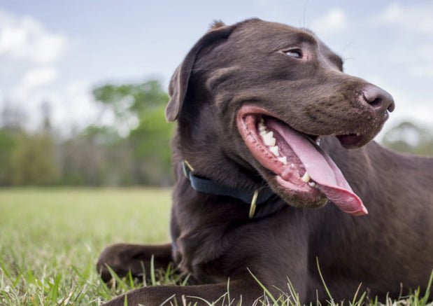 Dogs With Jobs: 5 Best Service Dog Breeds In India - Wagr Petcare