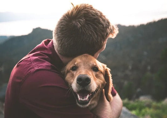 Everything You Need To Know About Pet Insurance - Wagr Petcare
