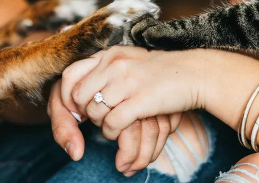 Everything You Need to Know About Veterinary Consultations - Wagr Petcare