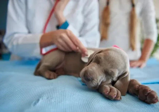 Everything You Need to Know Before Visiting the Vet for the First Time - Wagr Petcare