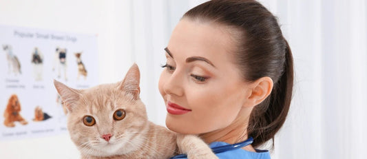 Grooming Cats at Home: 6 Simple Tips - Wagr Petcare