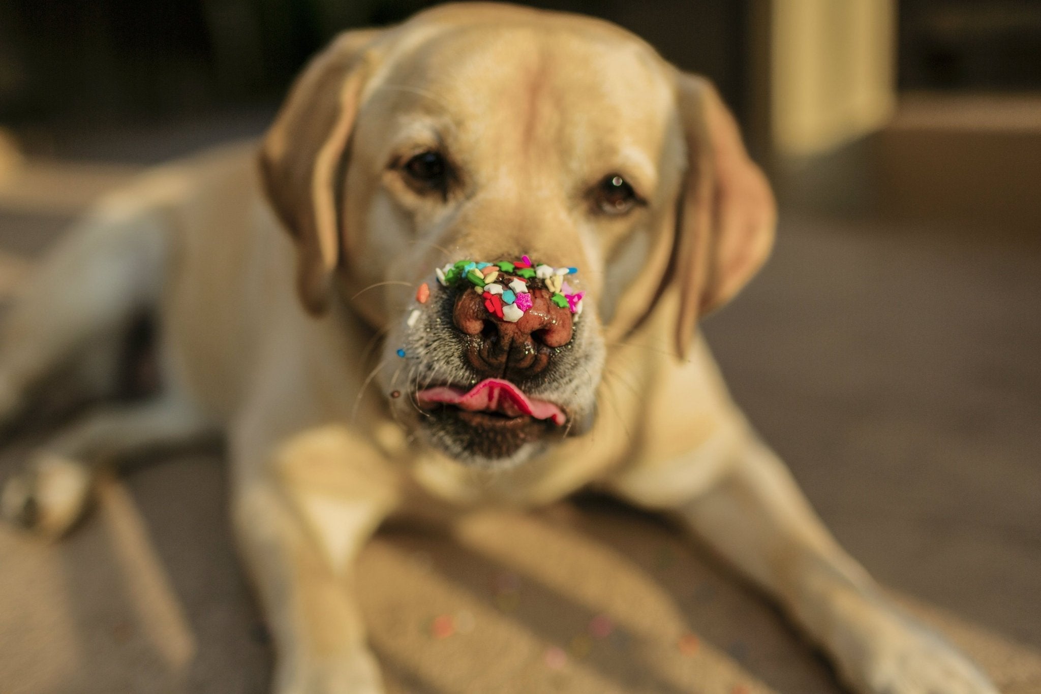 Happy & Healthy Labs: Secrets to a Perfect Labrador Diet – WAGR