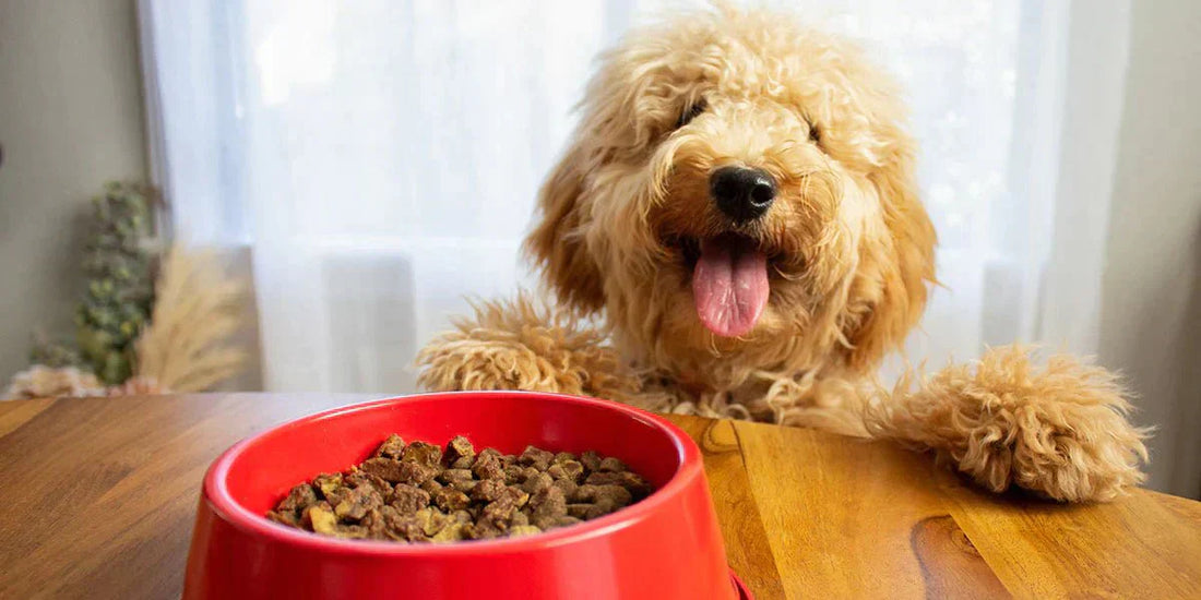 Here's How to Plan a Healthy Diet for Your Dog - Wagr Petcare
