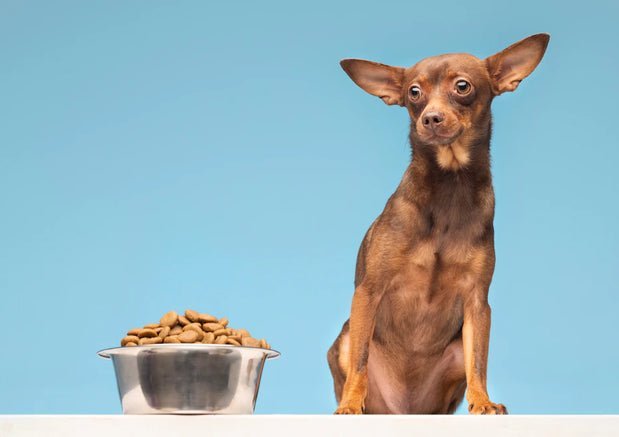Homemade or Branded Food: What Should You Feed Your Dog ? - Wagr Petcare