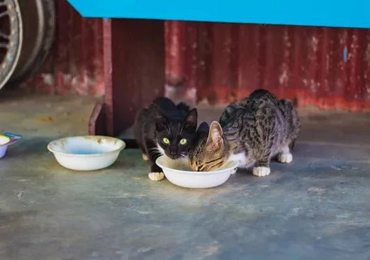 How Can You Prevent Obesity In Your Pets? - Wagr Petcare