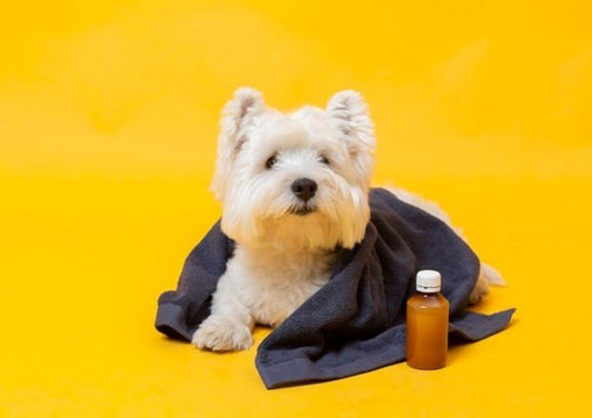 How Do You Know When Your Dog Is Choking? - Wagr Petcare