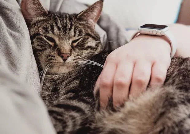 How To Build a Bond With Your New Cat According to Behavioral Scientists - Wagr Petcare