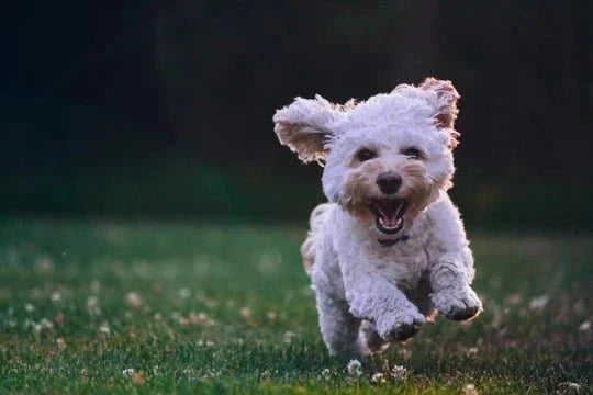 How To Decide Which Dog Is Right For You - Wagr Petcare