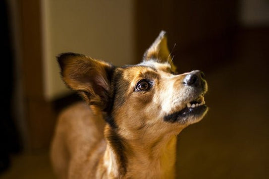 How To House Train A Fully Grown Adopted Dog - Wagr Petcare