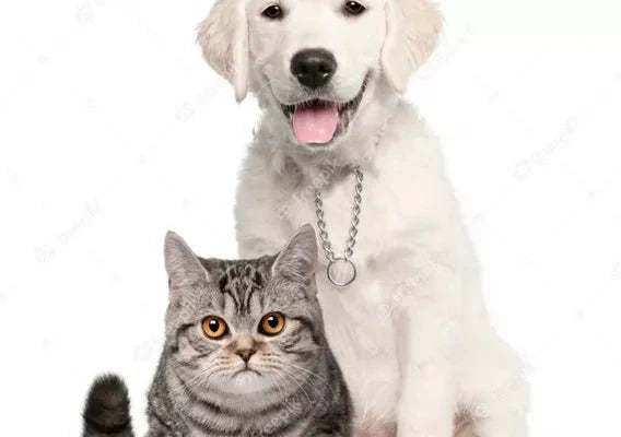 How to Introduce a New Cat to My Family Pet - Wagr Petcare