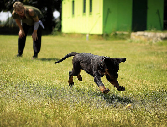 How to keep your dogs cool in summer - Wagr Petcare