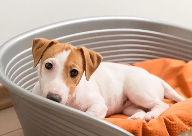 How To Know If Your Dog Is Getting Enough Exercise - Wagr Petcare