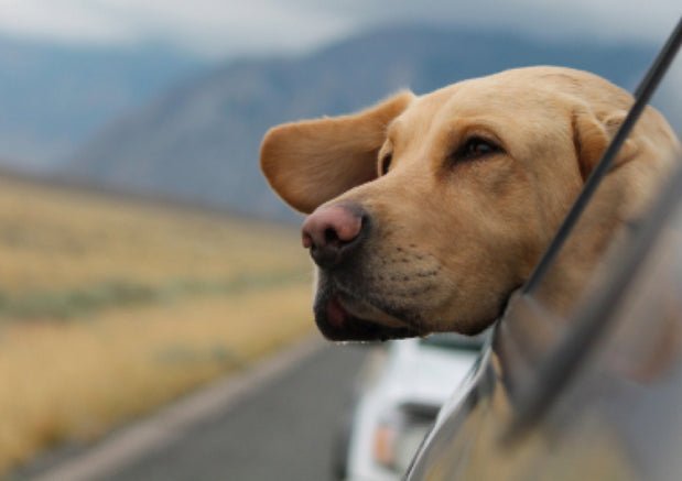 How To Prepare For A Road Trip With Your Dog (And What To Do On The Trip) - Wagr Petcare