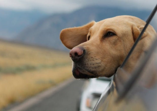 How To Prepare For A Road Trip With Your Dog (And What To Do On The Trip) - Wagr Petcare