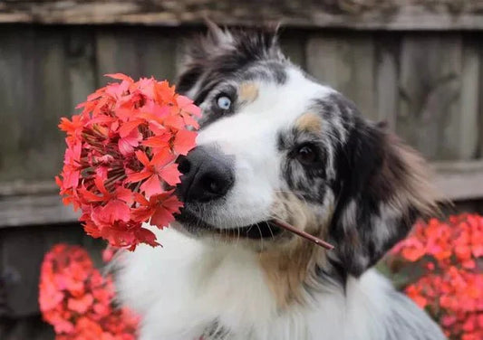 How to spend Valentine’s Day with your dog - Wagr Petcare